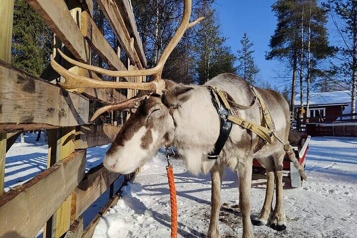 Arctic Reindeers