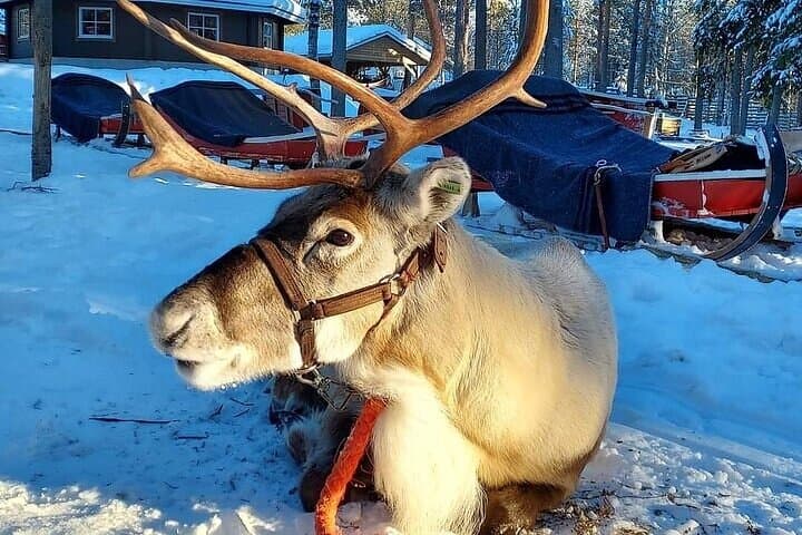Farm Visit & Reindeers