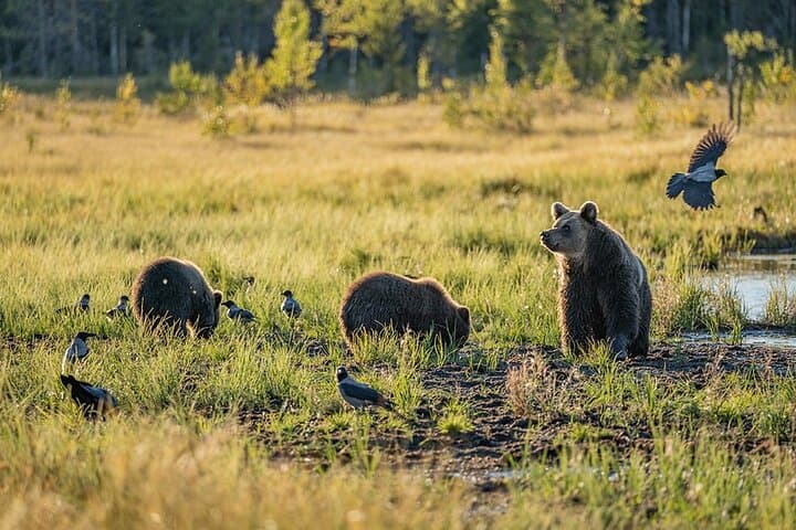 Bear Watching Overnight Trip & Hike in Oulanka from Rovaniemi