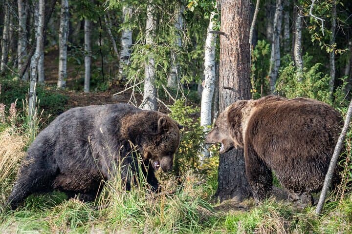 Bear Watching Overnight Trip & Hike in Oulanka from Rovaniemi