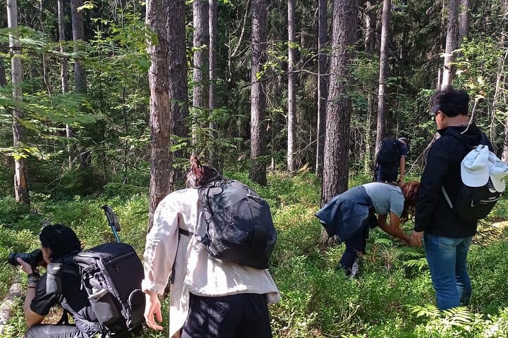 Blueberry picking in the taïga