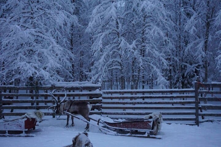 3km Reindeer safari and Traditional Lunch in the Farm