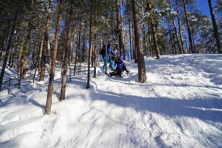 10 km Authentic Husky Safari in the Taiga Forest – Family Kennel