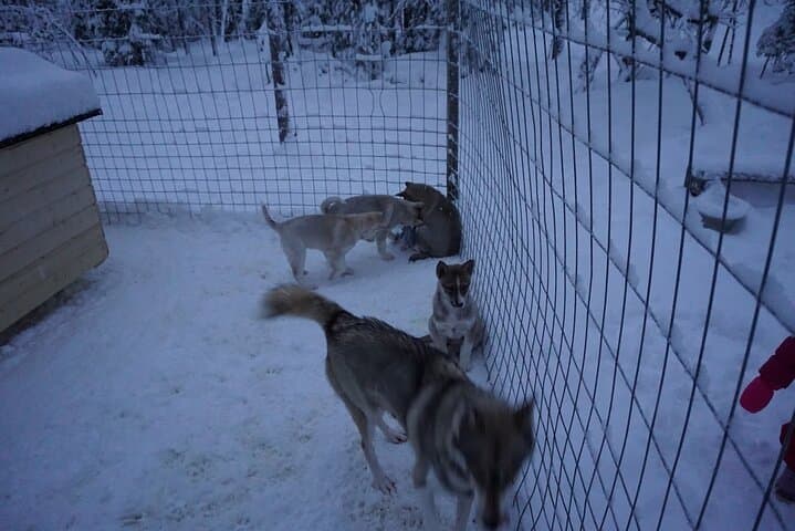 10 km Authentic Husky Safari in the Taiga Forest – Family Kennel