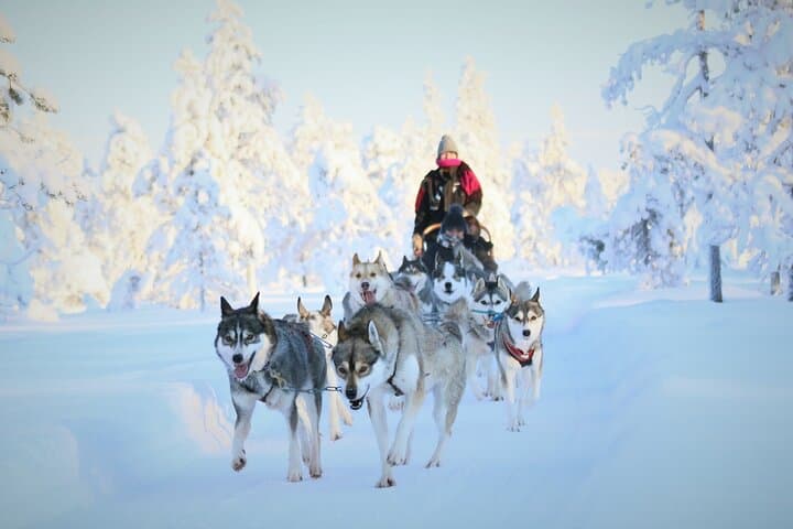 10 km Authentic Husky Safari in the Taiga Forest – Family Kennel