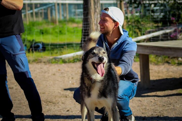 Life of the Husky, Kennel Tour and Husky Ride in Summer