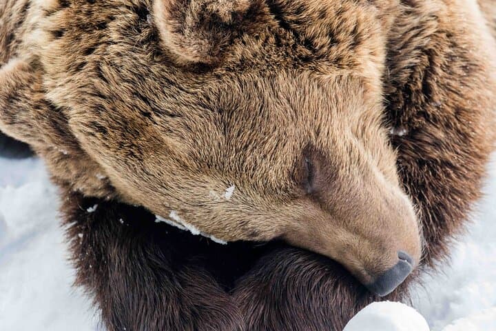 Rovaniemi Insider: Guided Tour in Ranua Zoo