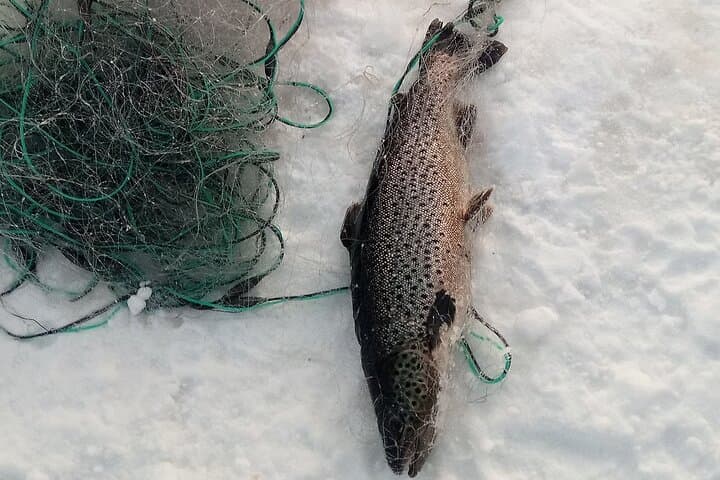 Ivalo: A Day in the Backcountry
