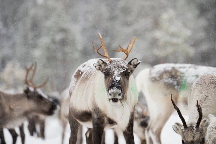 Ivalo: Aurora Hunting with Reindeer