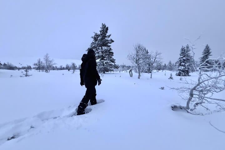 Private: Snowshoeing Safari in spectacular National Park