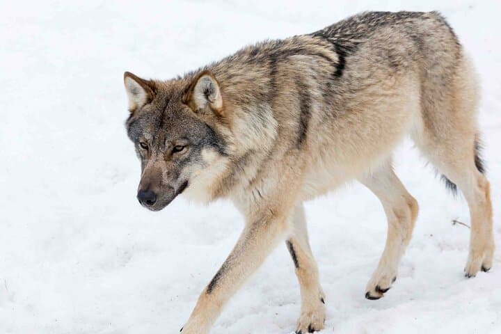 Rovaniemi: Insider Guided Group Tour to Ranua Zoo
