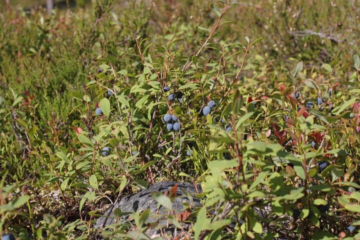 Berries Mushrooms and Soup Shared Experience in Rovaniemi