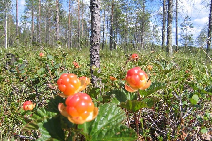 Rovaniemi: Insider Summer Berry and Mushroom picking experience