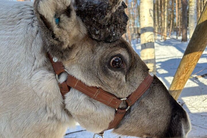 Lapland Reindeer & Safari