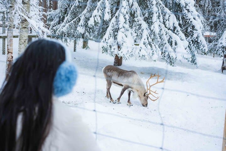 Viewing Reindeer close by