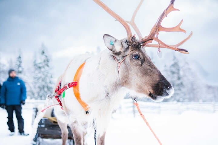 Half-Day Experience in Local reindeer farm in Lapland