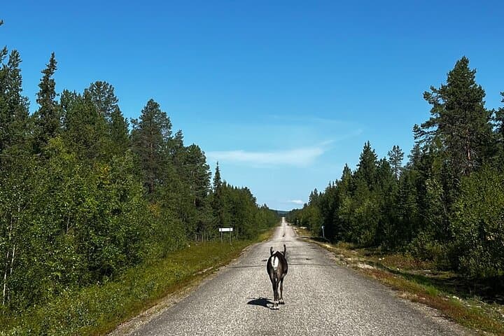 Kittila Lapland Arctic Adventure