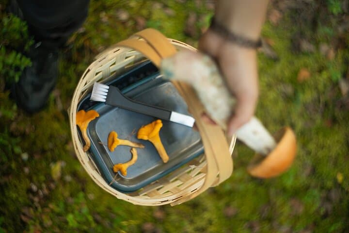 Golden chanterelles – one of Lapland’s most prized edible mushrooms