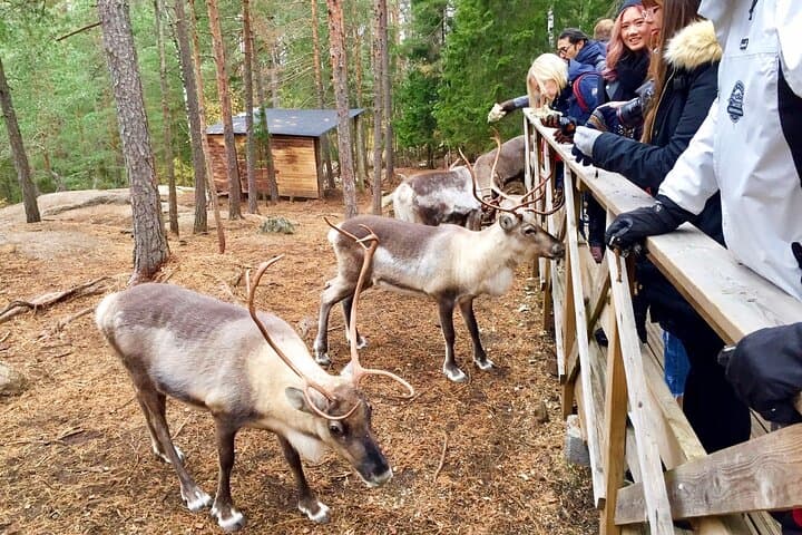 Private Reindeer Feeding & Kota Fire from Helsinki