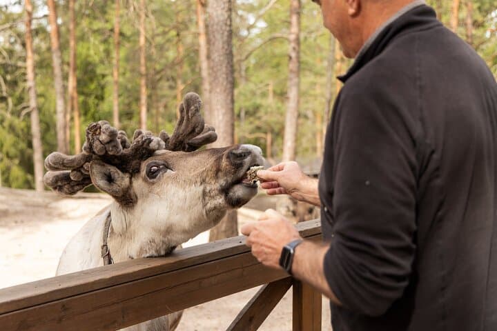 Northern Elegance: Private Reindeer Safari & Fireside Picnic*****
