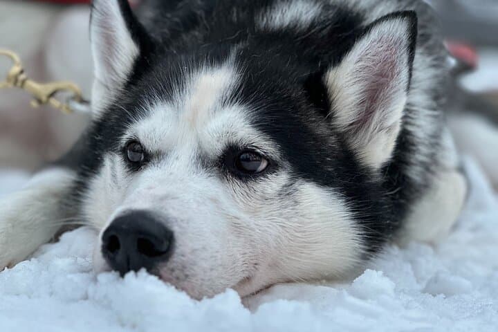 Meet Santa, Reindeer & Ranua Zoo – with Lunch & optional Husky