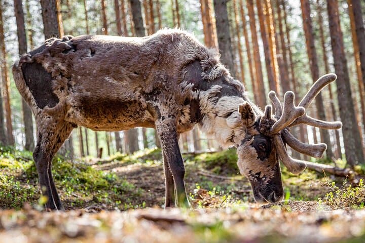 Reindeer Farm visit