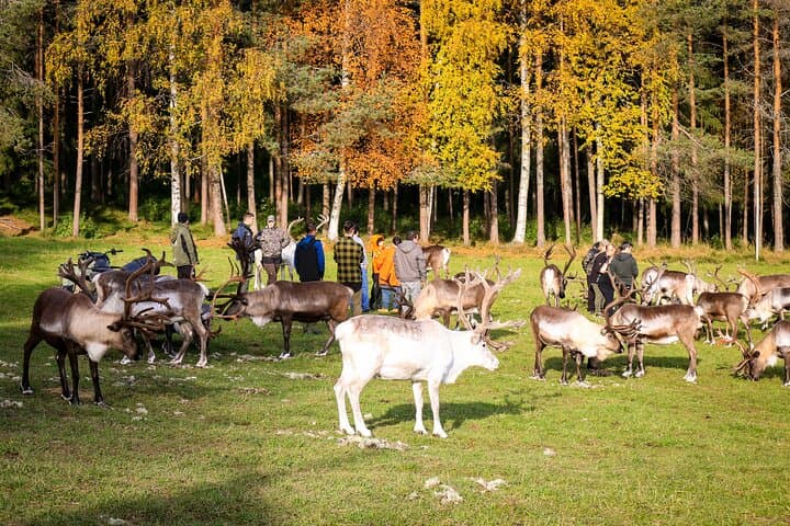 One of the most traditional reindeer farms in Lapland