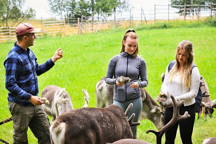 Feeding the reindeer at the farm