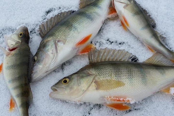 Kemijärvi Insider: Ice Fishing Experience