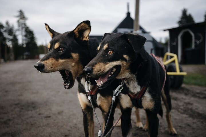 Rovaniemi: Born to Run 4km Self driven Husky Cart tour in Autumn