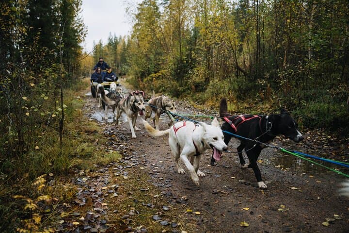 3Km Husky Tour & Kennel Visit: Running with the Pack in Autumn