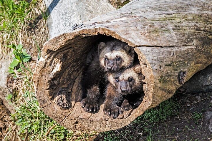 Rovaniemi to Ranua Zoo