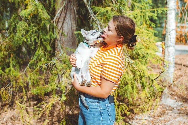 Husky Farm Visit in Rovaniemi