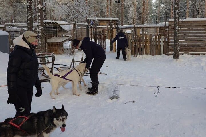 10 km Authentic Husky Safari in the Taiga Forest – Family Kennel