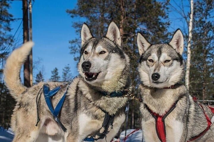 Experience 5-km Husky Safari from Levi