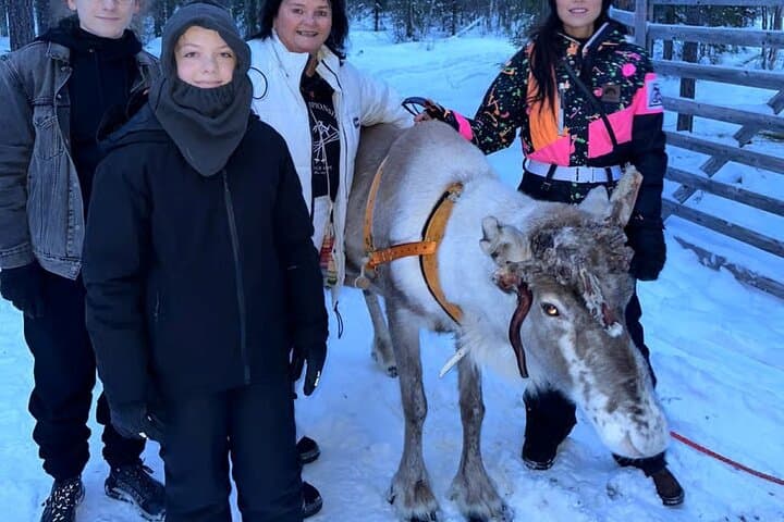 Reindeer Family Trip & Visit husky Kennel