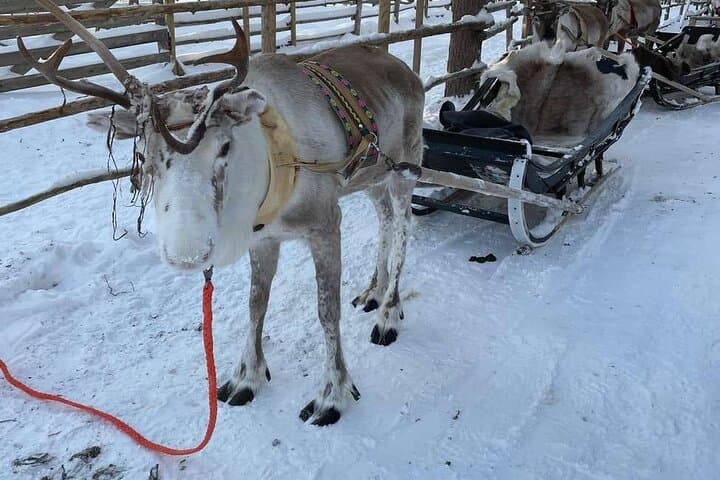 Reindeer Family Trip & Visit husky Kennel