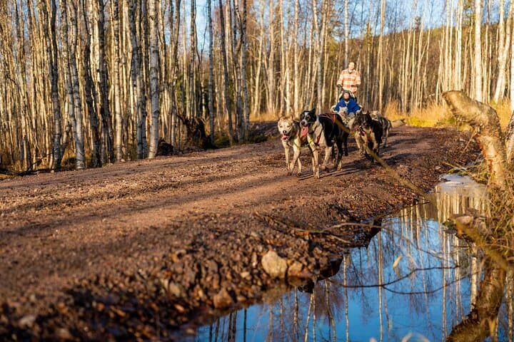Autumn Husky Experience with Cart Ride and Photographer