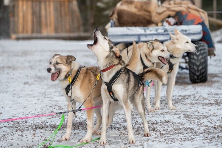 Autumn Husky Experience with Cart Ride and Photographer