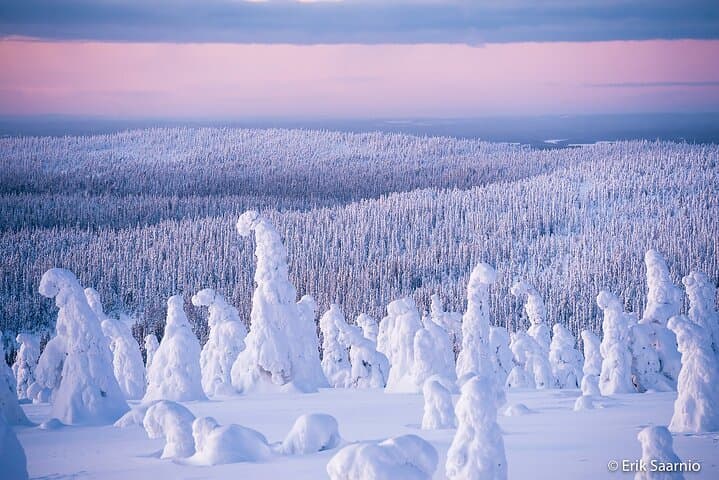 Riisitunturi National Park Car Tour from Rovaniemi
