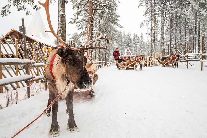 Rovaniemi: Reindeer Sleigh Ride (2,5km) Through Snowy Landscapes