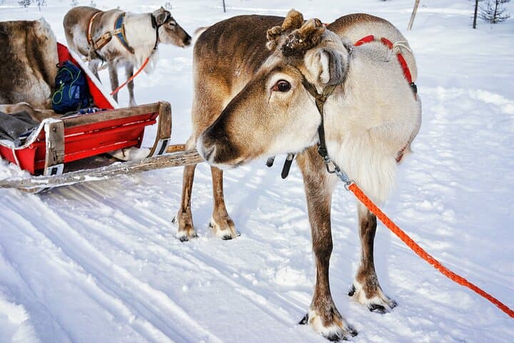 Rovaniemi: Reindeer Sleigh Ride (2,5km) Through Snowy Landscapes