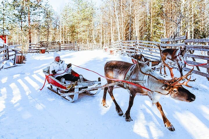 Rovaniemi: Reindeer Sleigh Ride (2,5km) Through Snowy Landscapes