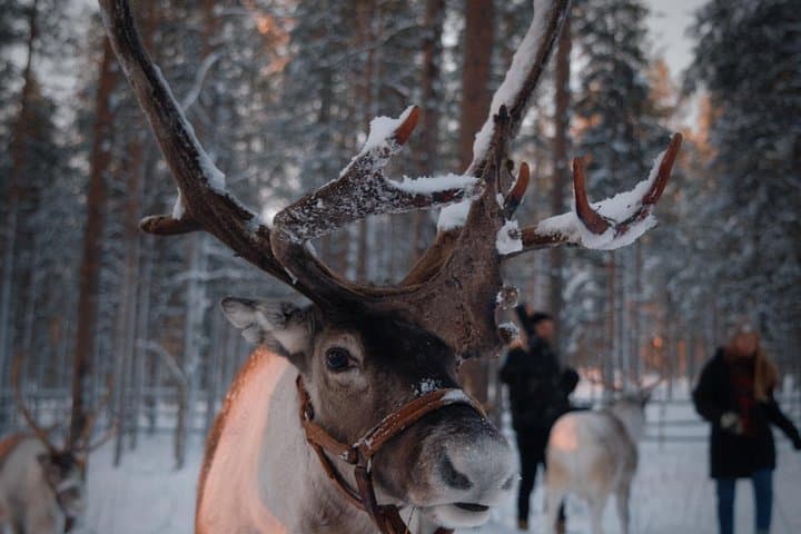 Reindeer Feeding Experience with Local Guide in Levi