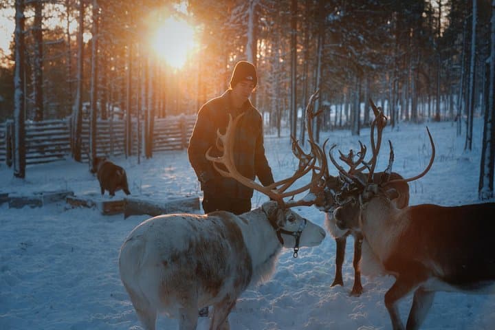 Reindeer Feeding Experience with Local Guide in Levi