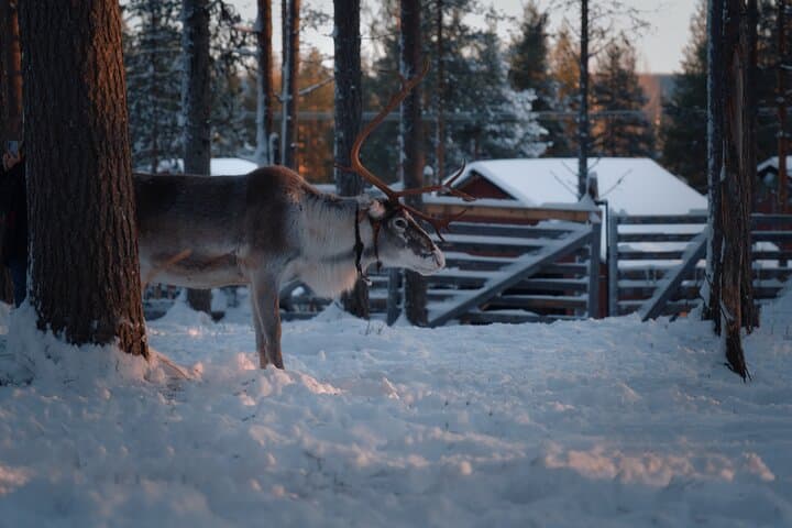 Reindeer Feeding Experience with Local Guide in Levi