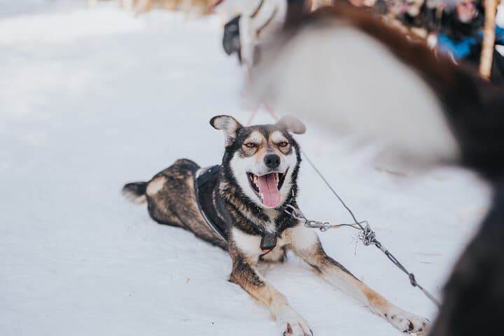 The Husky Forest Escape - 10KM Husky Safari