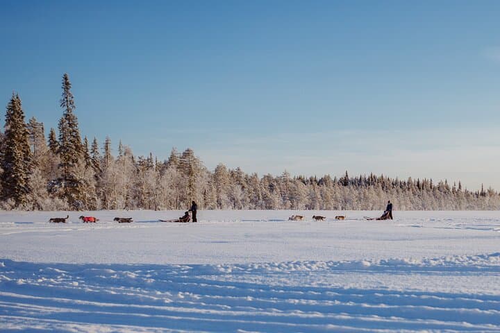 The Husky Forest Escape - 10KM Husky Safari