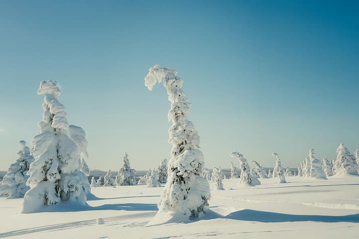 Riisitunturi National Park Full Day Guided Hike from Rovaniemi
