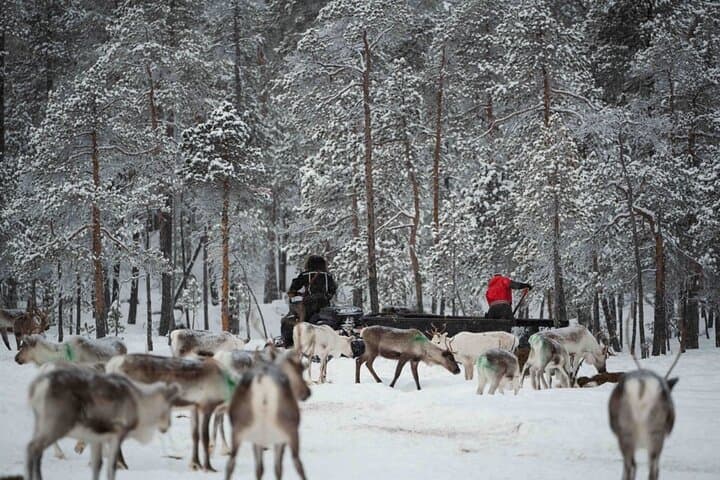 A Day with Reindeer Herders